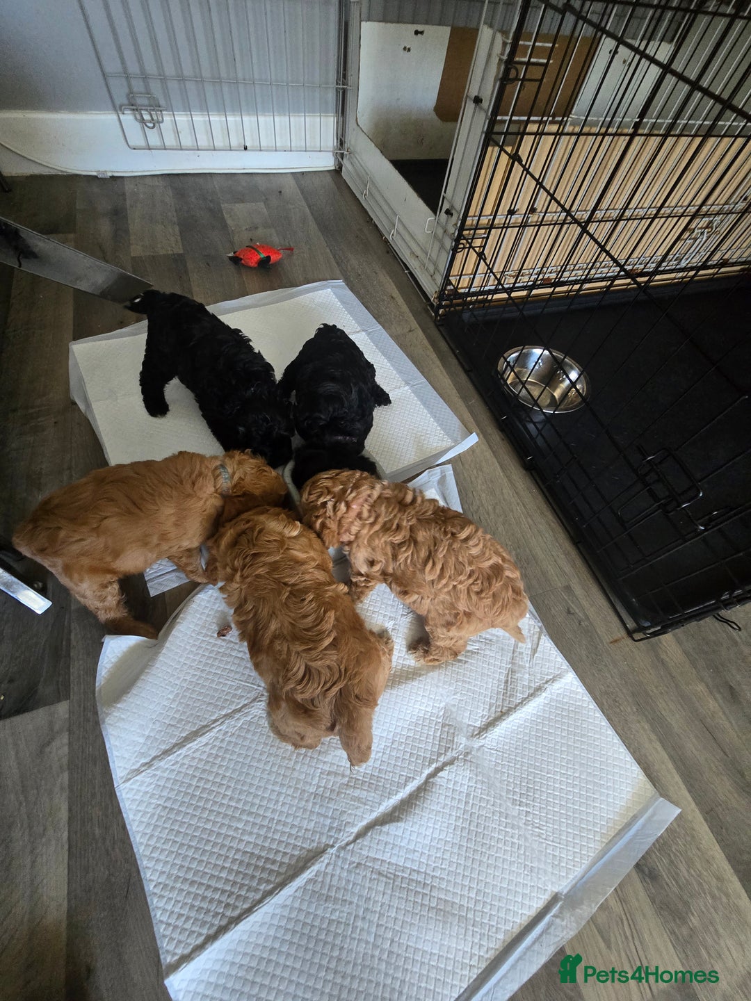 Cavapoo dogs for sale: REDUCED AMAZING F1 cavapoo puppies  - Image 2