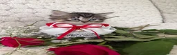 Mixed Breed cats for sale: 6 Adorable Kittens Ready for Their Forever Homes  - Advert 14