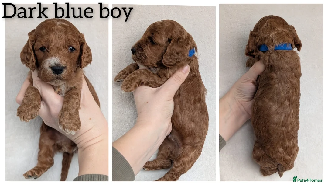 Cockapoo dogs for sale: Adorable F1 Cockapoo puppies - Advert 6