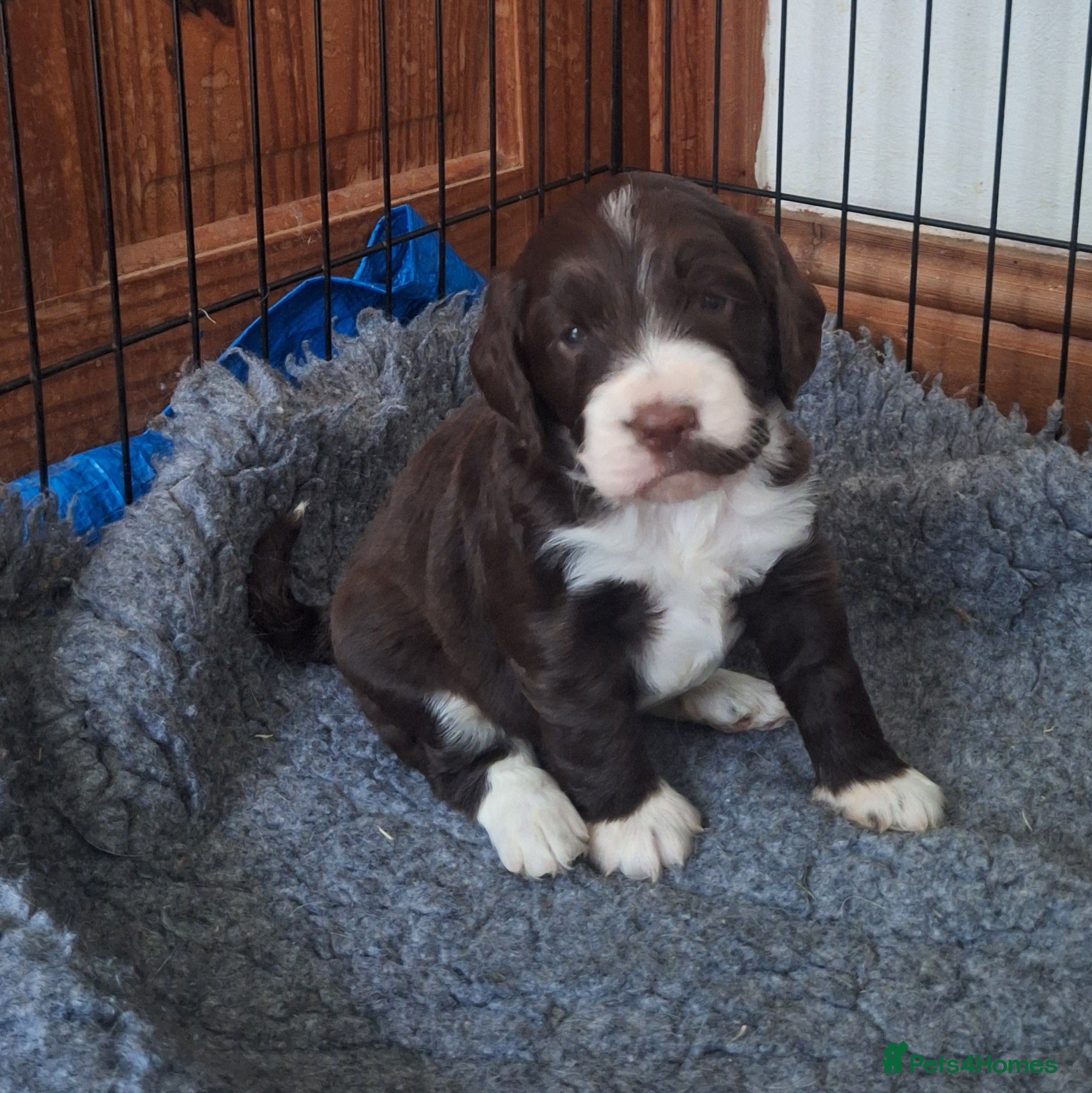 Cockapoo dogs Gorgeous litter of F1 Cockapoo pups  - Advert 2