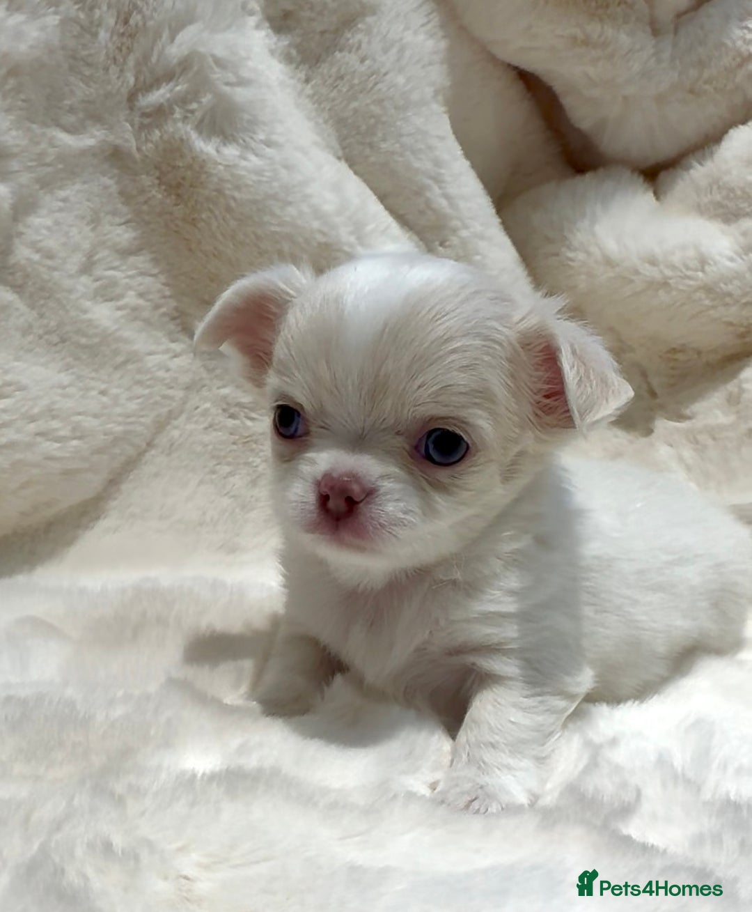 Chihuahua dogs for sale: QUALITY LONG COAT KC CHIHUAHUA PUPPIES  - Advert 38