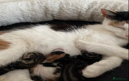 Domestic Shorthair cats for sale: Beautiful kittens for sale £50 each - Image 9