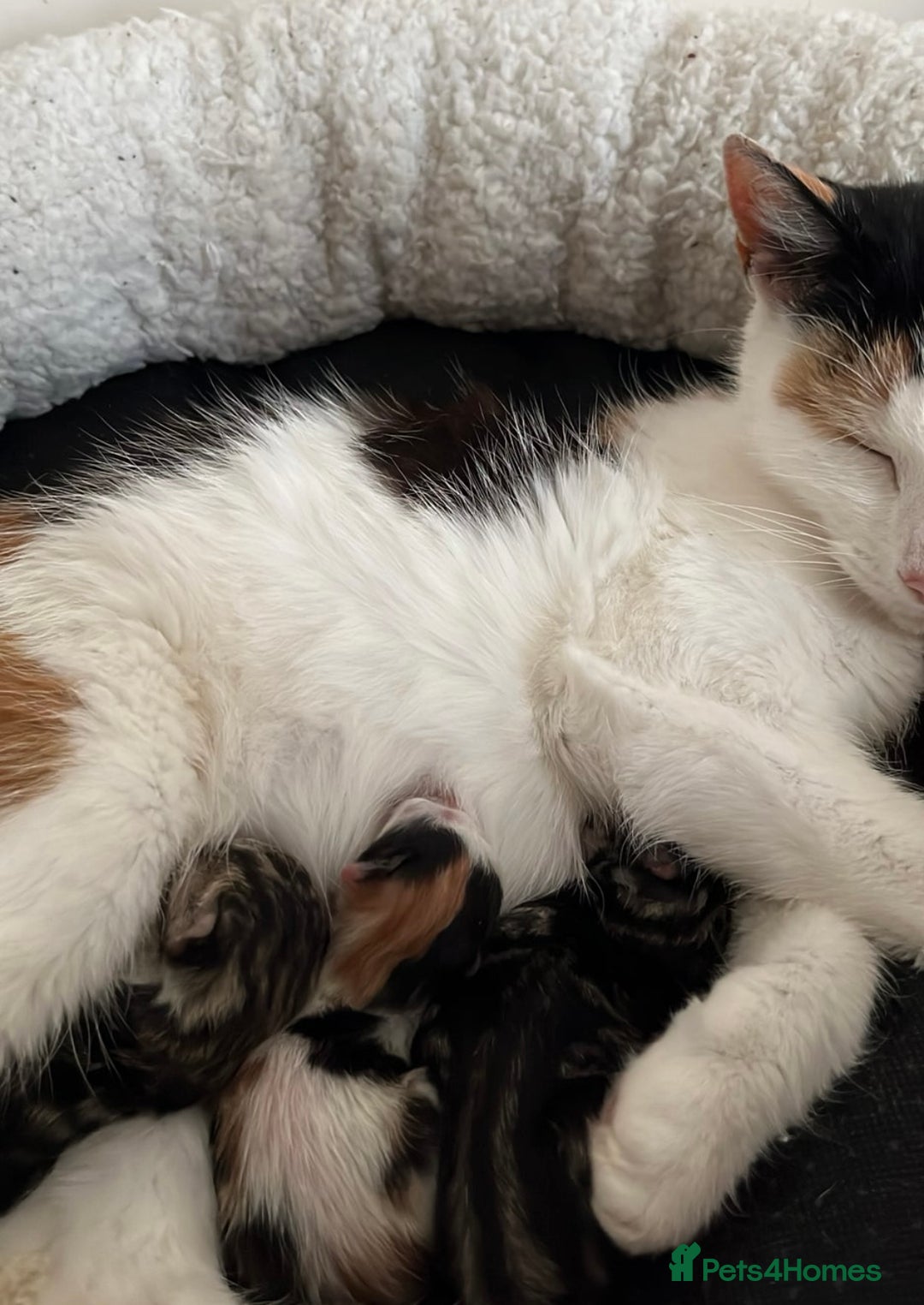 Domestic Shorthair cats for sale: Beautiful kittens for sale £50 each - Image 9