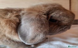 Mini Lop rabbits for sale: 2 x adult mini lop bucks - Image 2