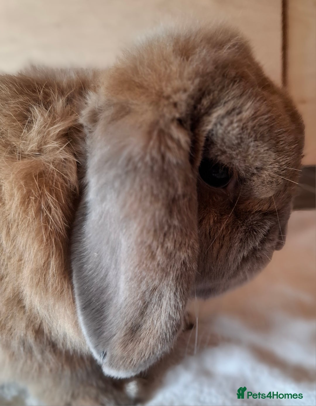 Mini Lop rabbits for sale: 2 x adult mini lop bucks - Image 2