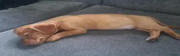 Chiweenie dogs for sale: Chase - Advert 2