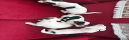 Jack Russell dogs for sale: Jack Russell puppies in Lampeter - Advert 12