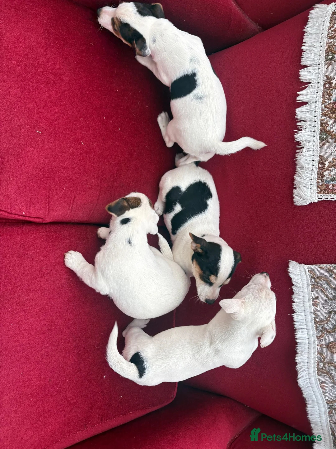 Jack Russell dogs for sale: Jack Russell puppies in Lampeter - Advert 12