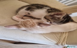 Bengal cats for sale: 4 bengal cross tabby kittens  - Image 20