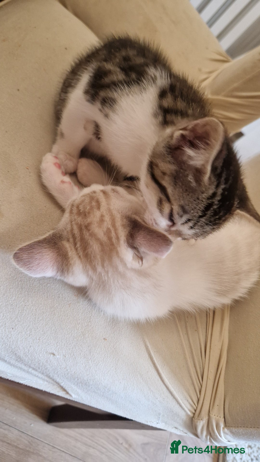 Bengal cats for sale: 4 bengal cross tabby kittens  - Image 20