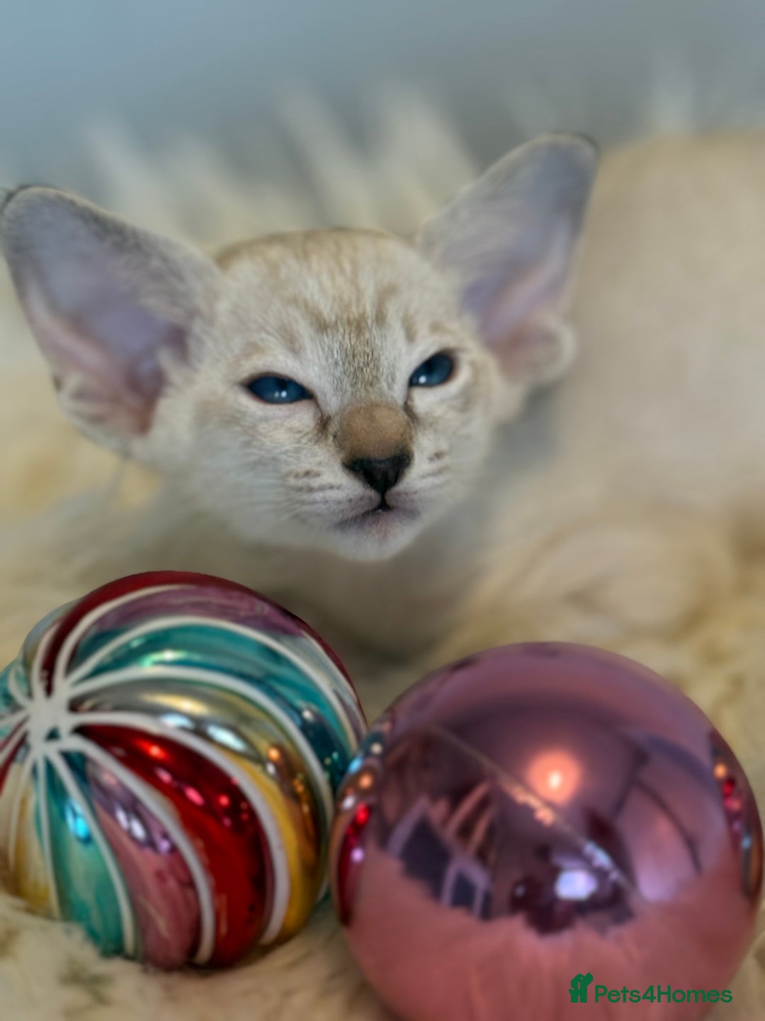 Oriental cats for sale: GCCF Oriental & Siamese Babies - Champion Lines - Advert 5
