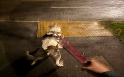 American Bull Staffy dogs for sale: American staff bull terrier  - Image 7