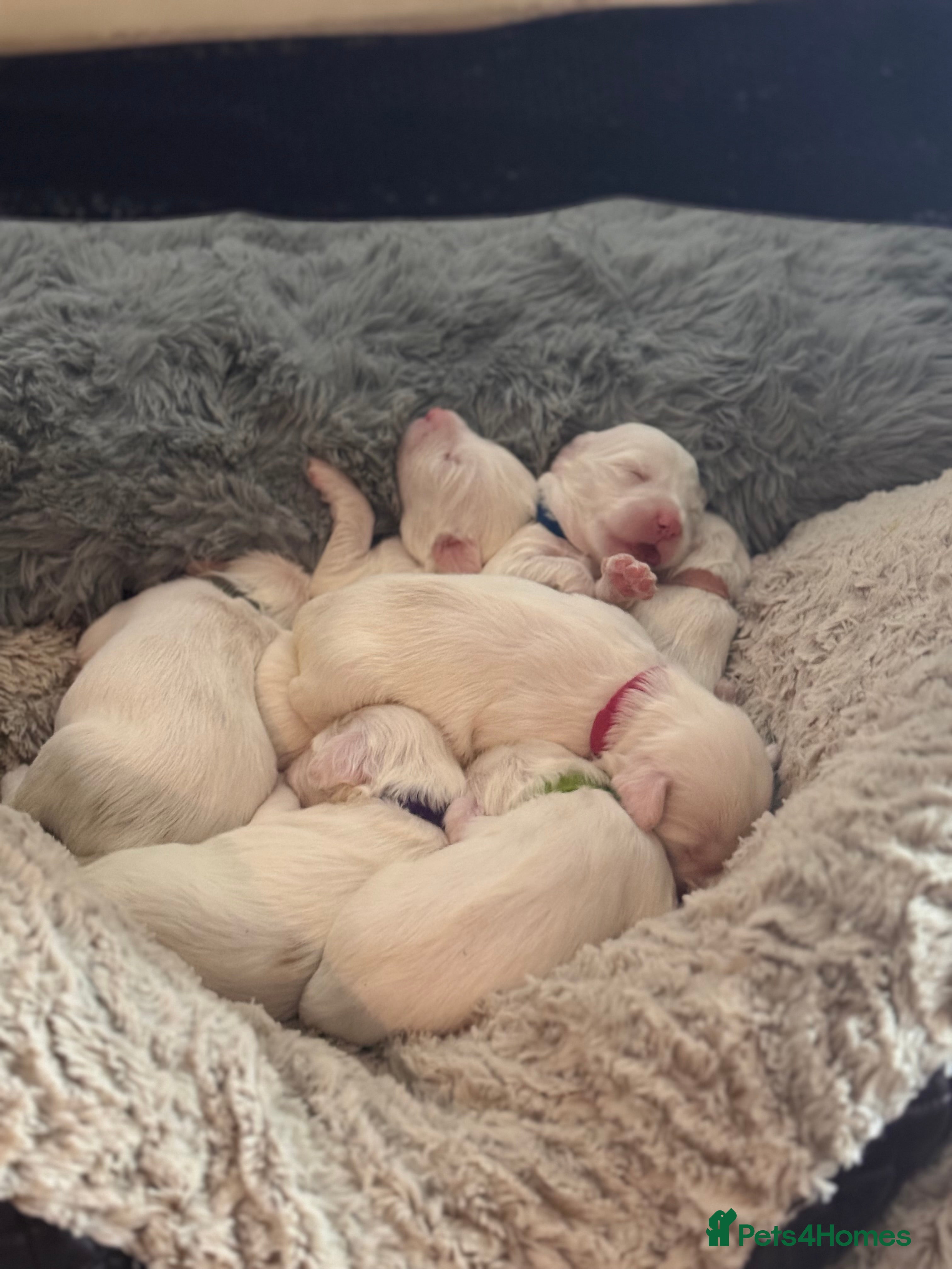 Tibetan Terrier dogs Tibetan Terrier puppies for sale - Advert 1