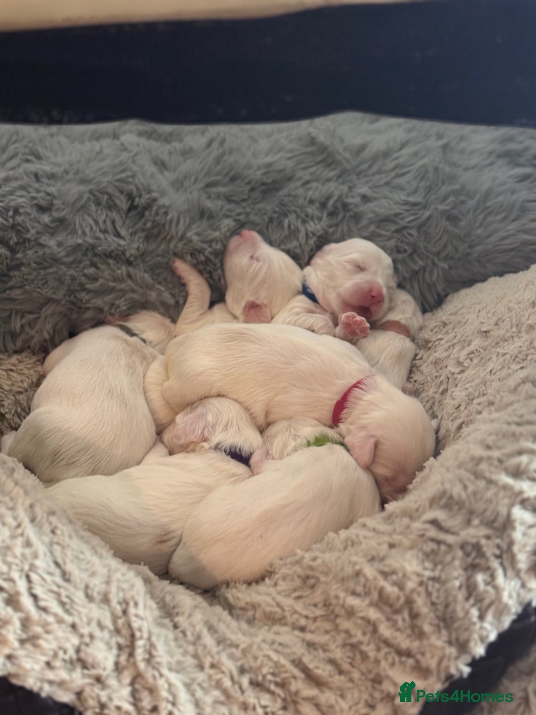 Tibetan Terrier dogs for sale: Tibetan Terrier puppies for sale - Advert 1