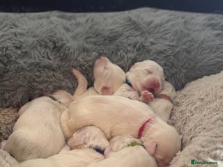 Tibetan Terrier dogs Tibetan Terrier puppies for sale - Advert 1