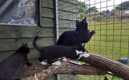 Mixed Breed cats for sale: Mixed Breed Kittens - Image 4