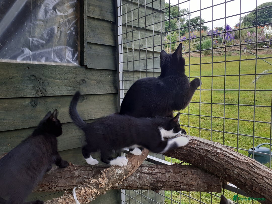 Mixed Breed cats for sale: Mixed Breed Kittens - Image 4