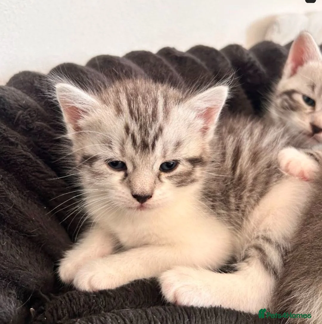 Mixed Breed cats for sale: Beautiful Lilac tabby kittens  in Towcester - Advert 2