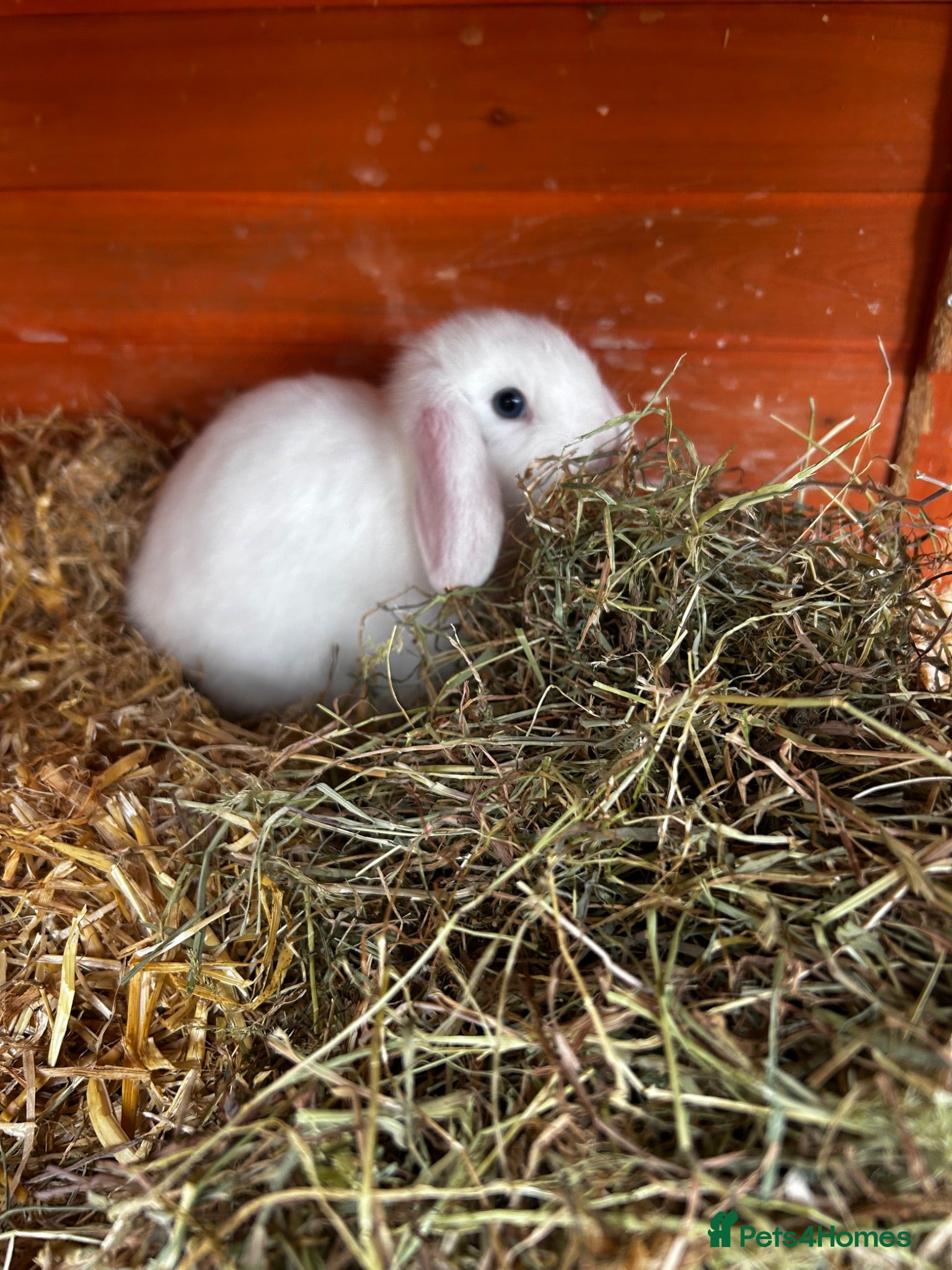 Mixed Breed rabbits Ready now 4 x baby bunnies for sale - Advert 2