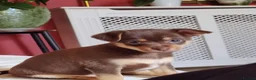 Mixed Breed dogs for sale: Dameranian Puppy for sale in Plymouth - Advert 2