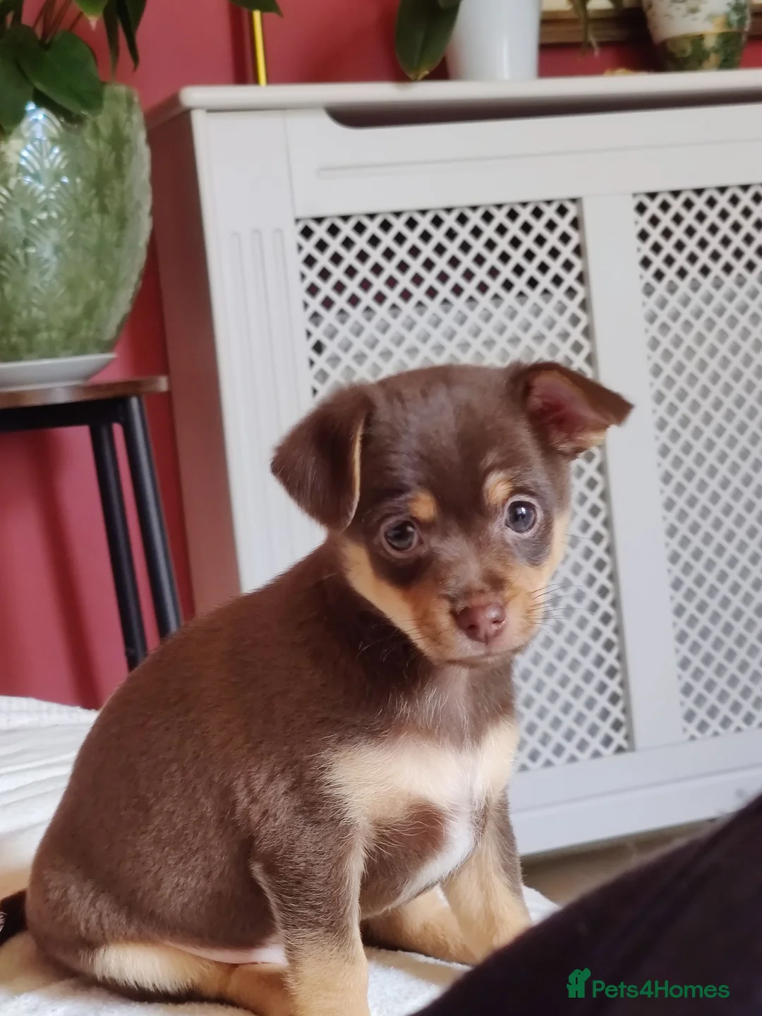 Mixed Breed dogs for sale: Dameranian Puppy for sale in Plymouth - Advert 2