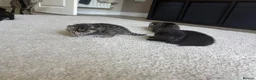 Bengal cats for sale: Stunning litter of kittens  - Advert 6