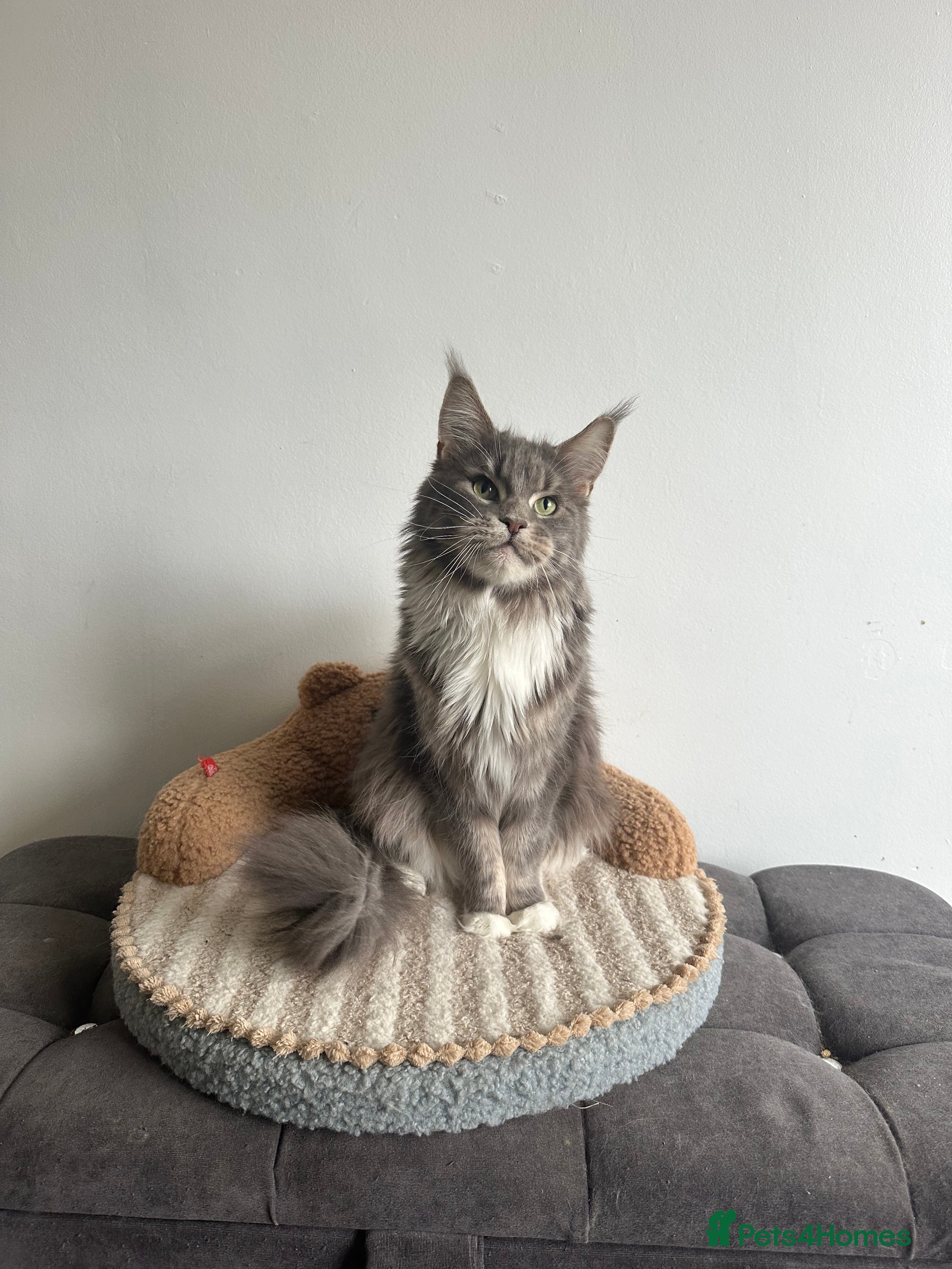Maine Coon cats Maine coon ex queens 👸🏻 Tica registered  - Advert 18