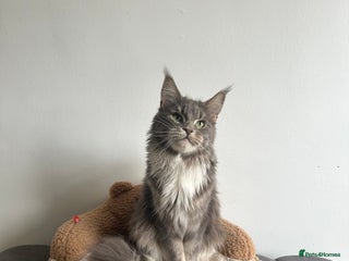 Maine Coon cats Maine coon ex queens 👸🏻 - Advert 3