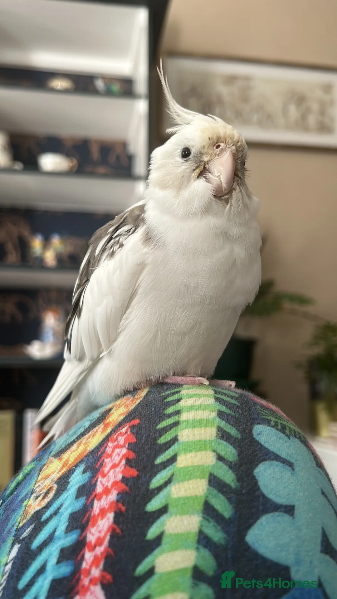Cockatiels birds for sale: Two Loving Female Cockatiels for Rehoming - Advert 31