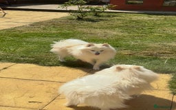 Pomeranian dogs for sale: Beautiful pure male pom - Image 3