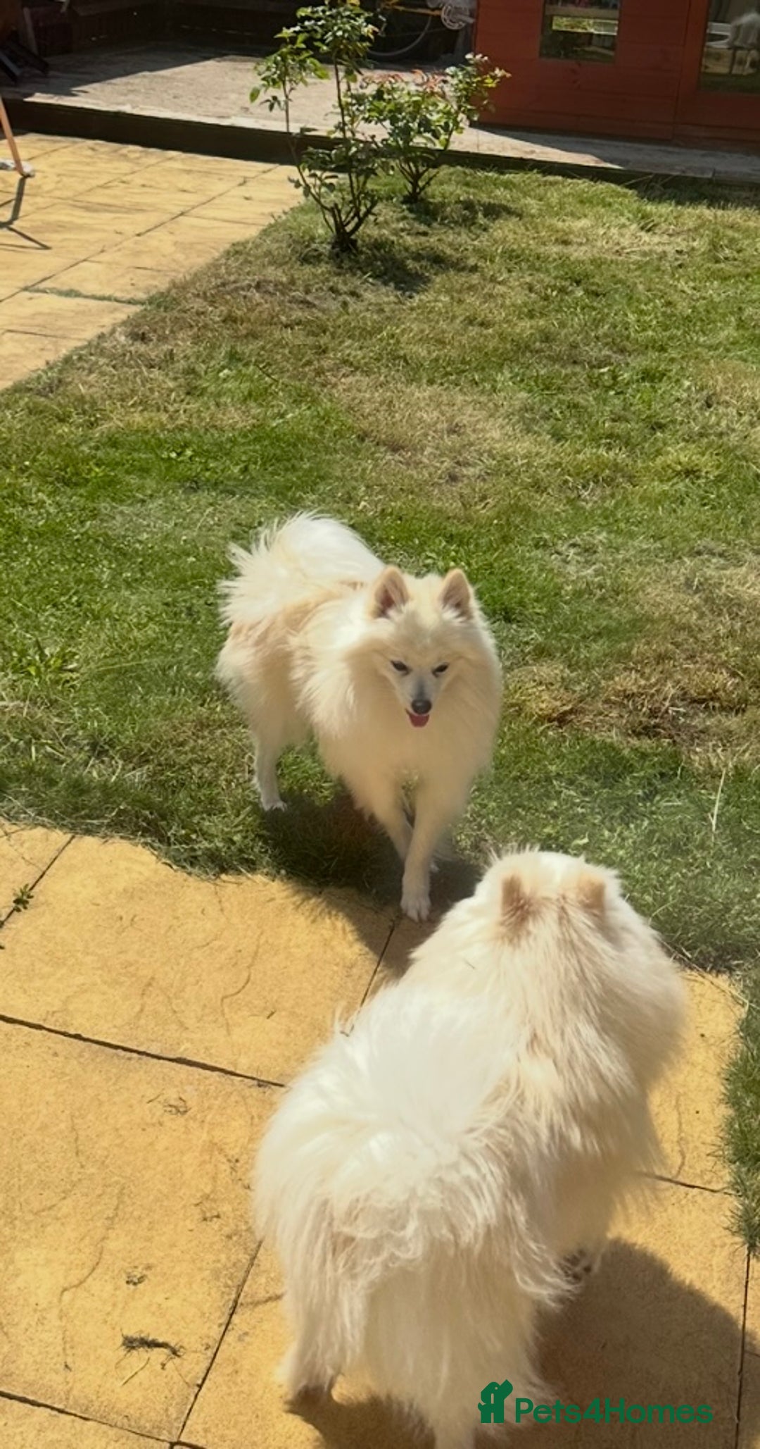 Pomeranian dogs for sale: Beautiful pure male pom - Image 3