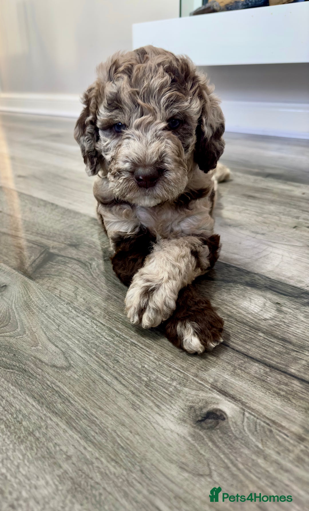 Mixed Breed dogs for sale: Goldendoodle/Australian double doodles  - Image 32