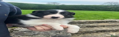 Border Collie Girl 7