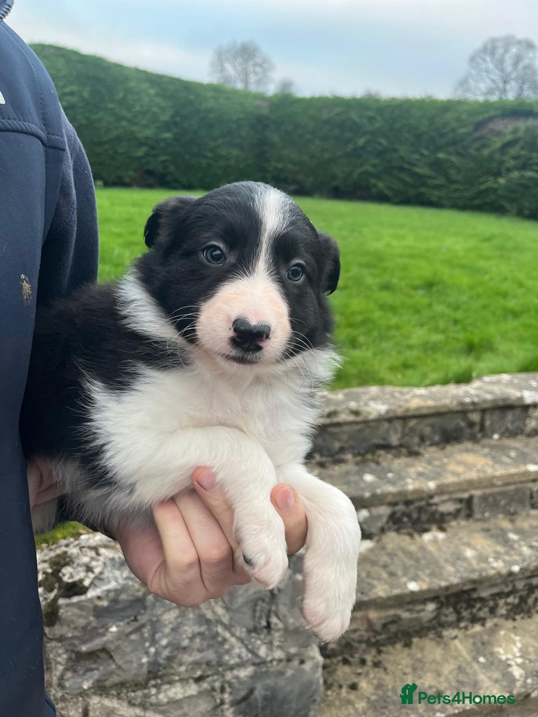 Border Collie dogs for sale: Adorable ISDS Border Collie Puppies - Advert 12