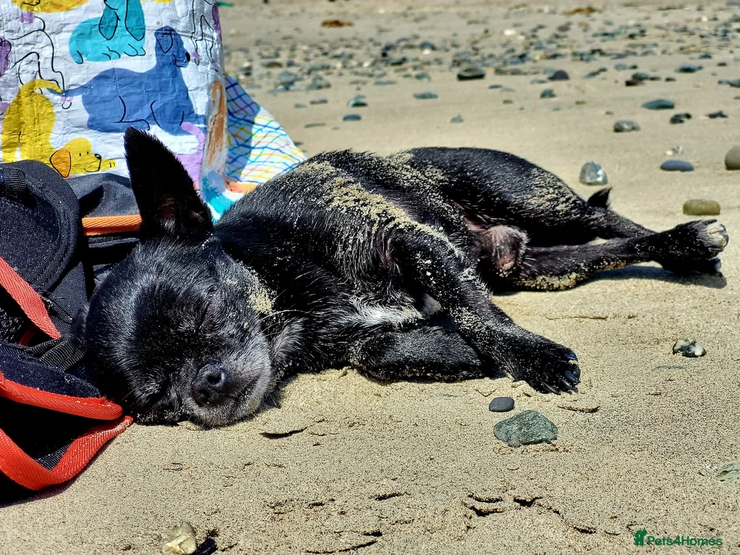 Chihuahua dogs for stud: Handsome 5-year-old Black Chihuahua for Stud Only - Advert 6