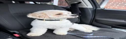 Cavachon dogs for sale: Male Cavachon Looking for a Loving Forever Home - Advert 3