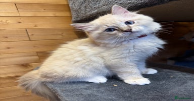 Ragdoll cats - Advert 12