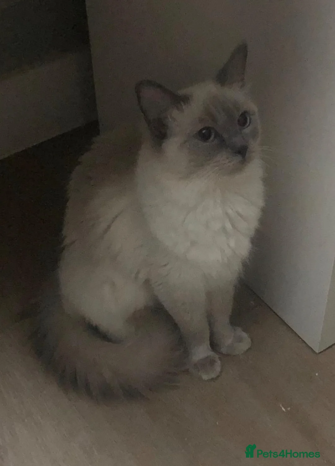 Ragdoll cats for sale: Kiki looking for her forever home - Advert 2