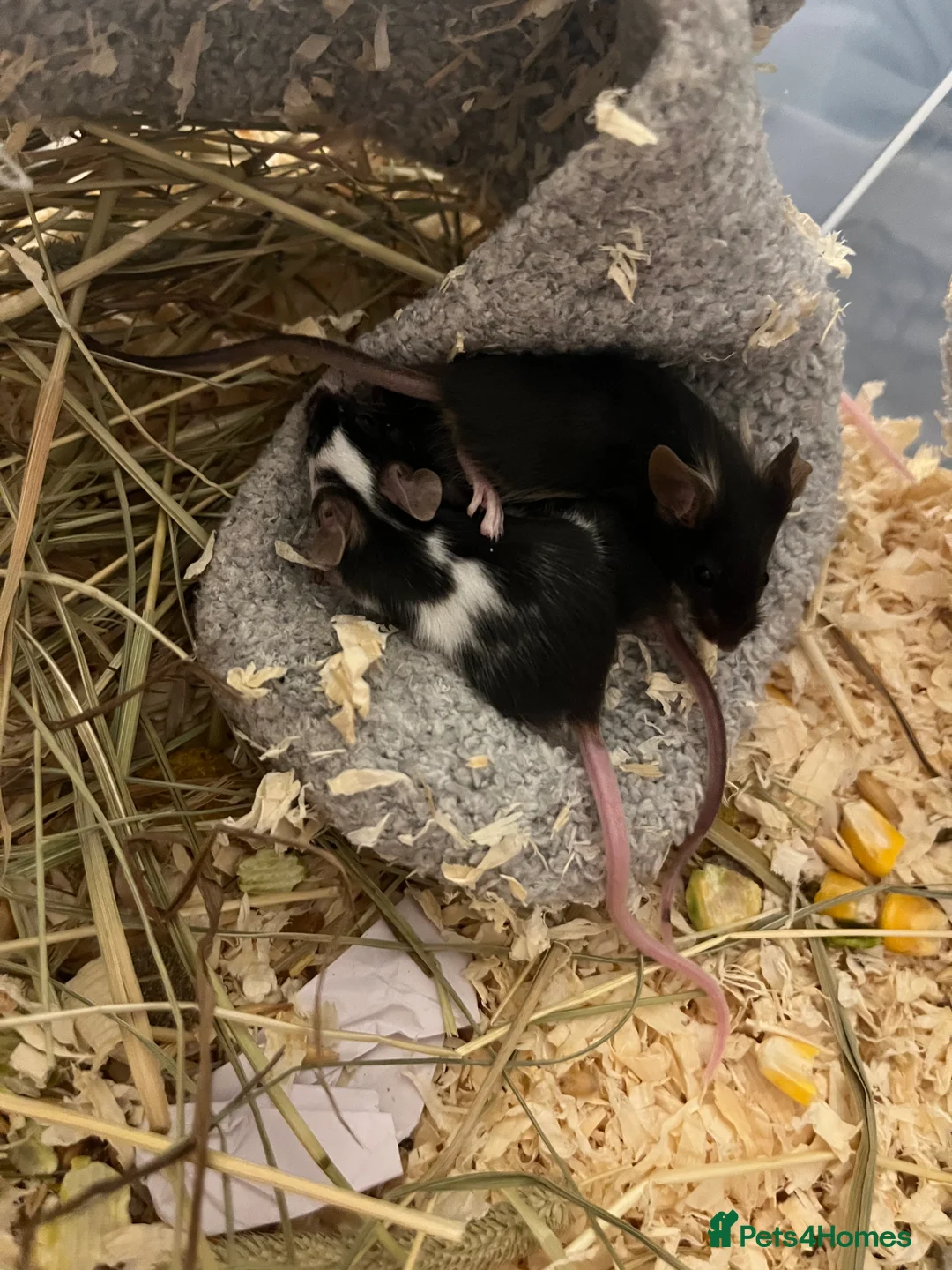 Mouse rodents for sale: Beautiful baby mice mixed sex  - Advert 6