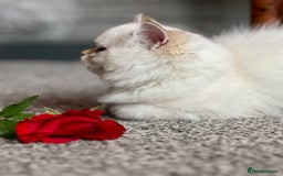 British Shorthair cats for sale: Stunning British shorthair NY 12 kittens - Image 30