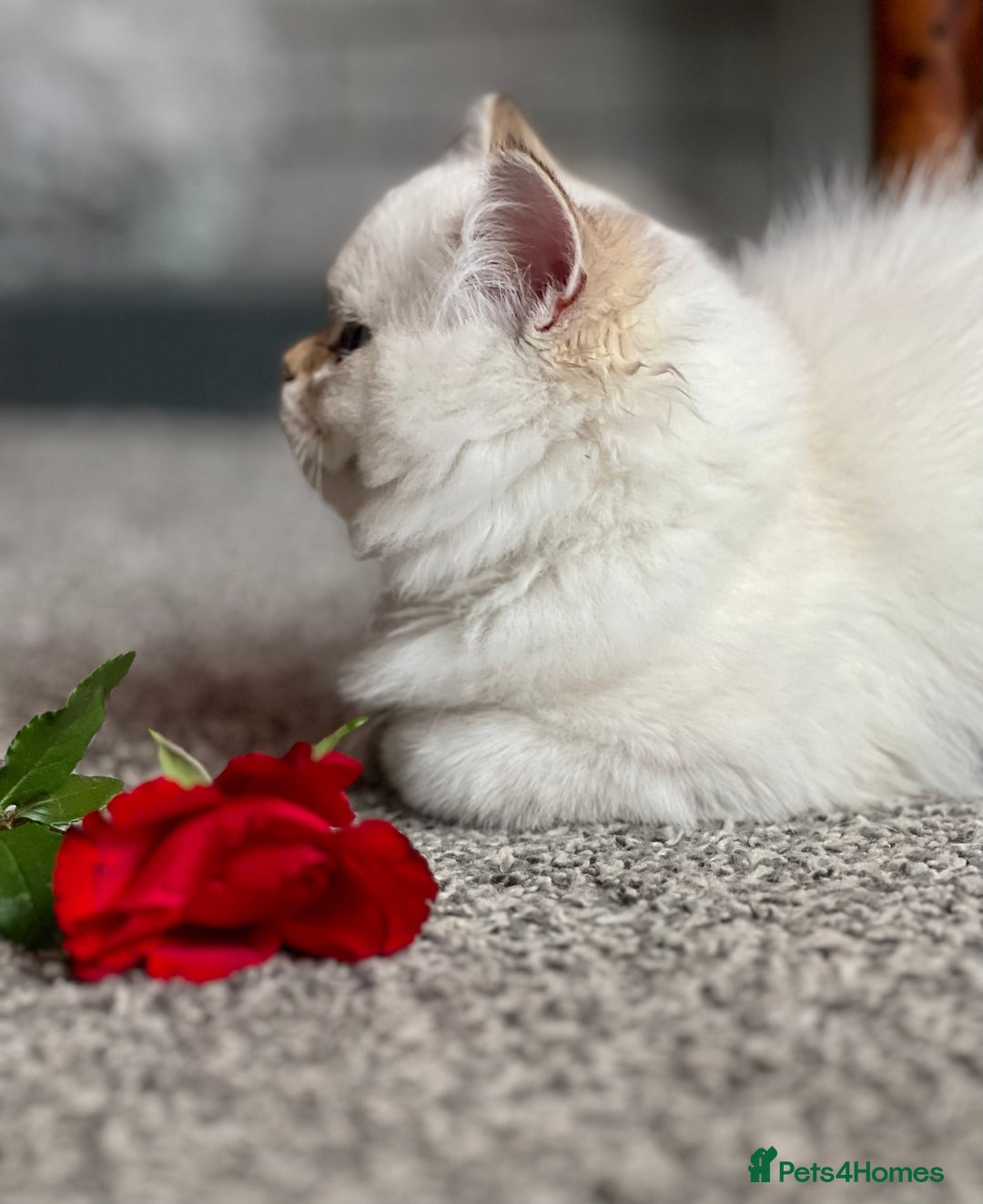 British Shorthair cats for sale: Stunning British shorthair NY 12 kittens - Image 30