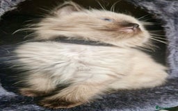 Ragdoll cats for sale:  FIFe Registered Ragdoll Kittens Champion Line - Image 16