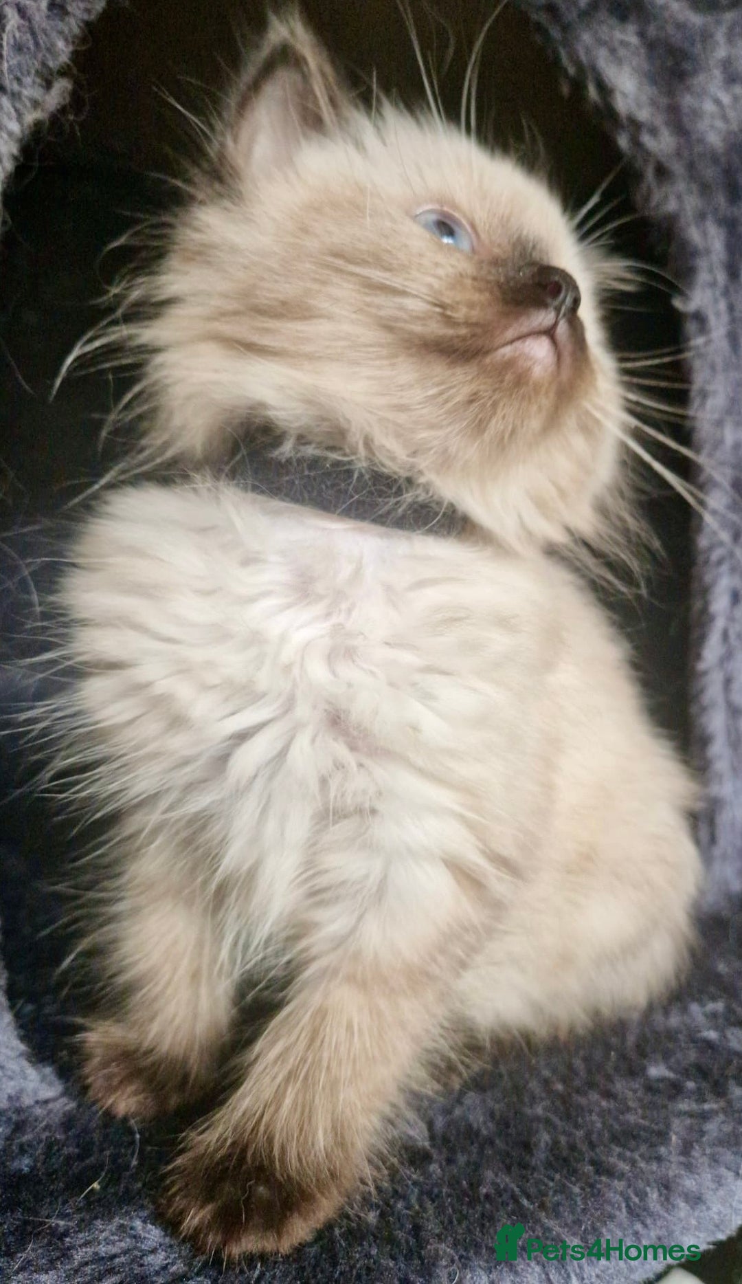 Ragdoll cats for sale:  FIFe Registered Ragdoll Kittens Champion Line - Image 16
