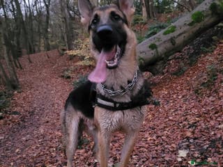 Belgian Shepherd Dog dogs Tyson for stud - Advert 5