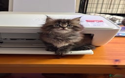 Maine Coon cats for sale:      💖LAST BEAUTIFUL BABY GIRL💖  - Image 13