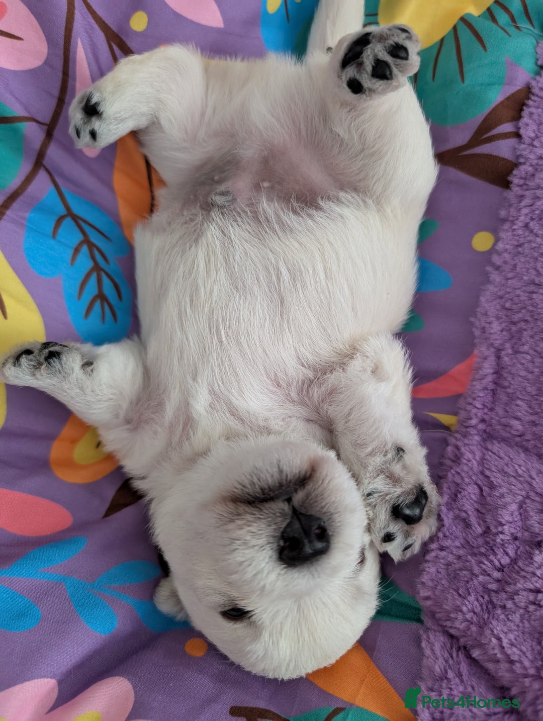West Highland Terrier dogs for sale: Lovely westies puppies from excellent show linage - Image 1