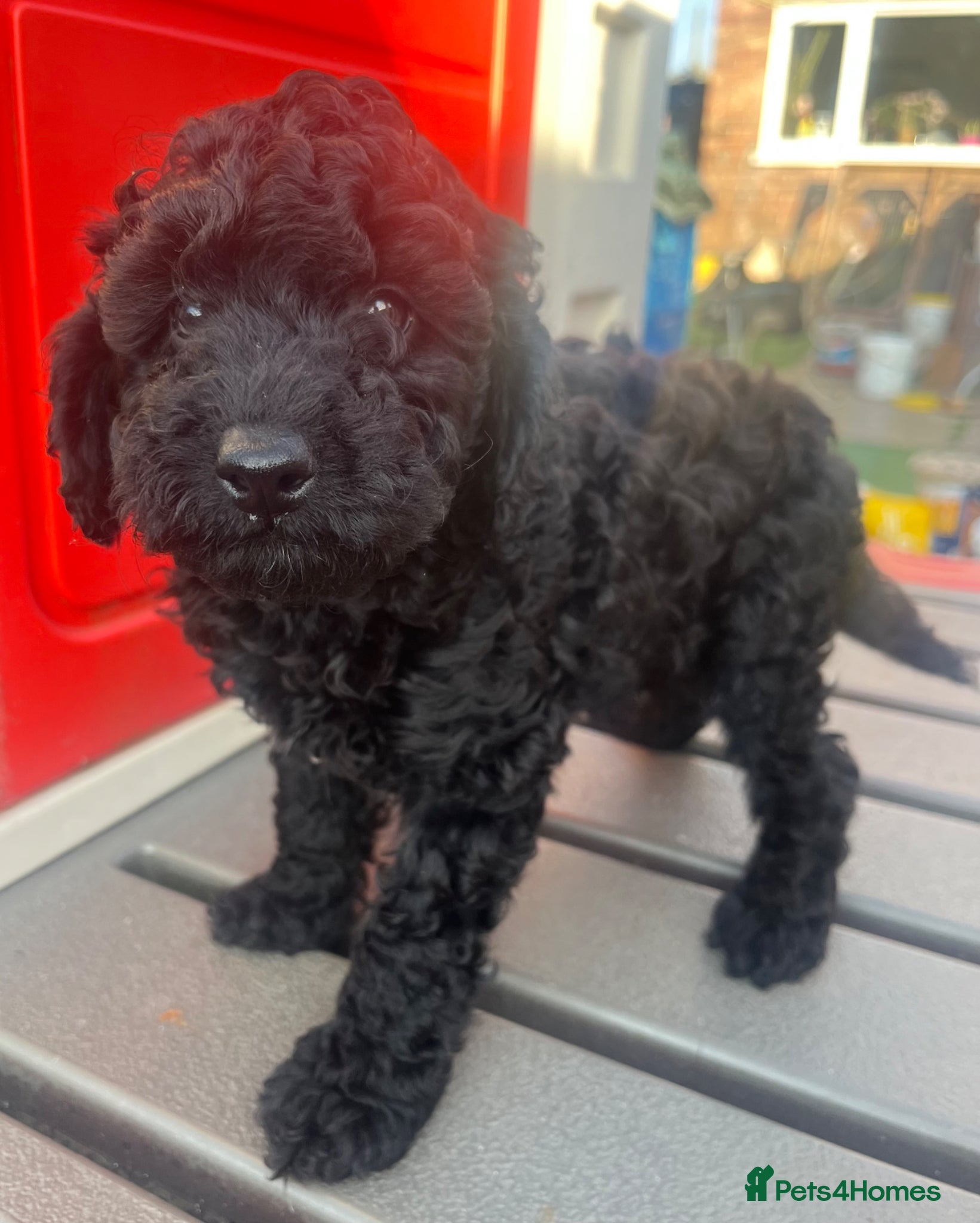 Toy Poodle dogs Toy poodle puppies  - Advert 4
