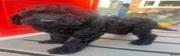 Toy Poodle dogs for sale: Toy poodle puppies  - Advert 5