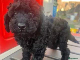 Toy Poodle dogs Toy poodle puppies - Advert 4