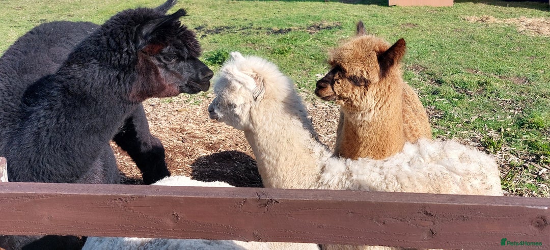 Alpaca livestock for sale: Alpacas 1 Male and 2 Female - Image 7